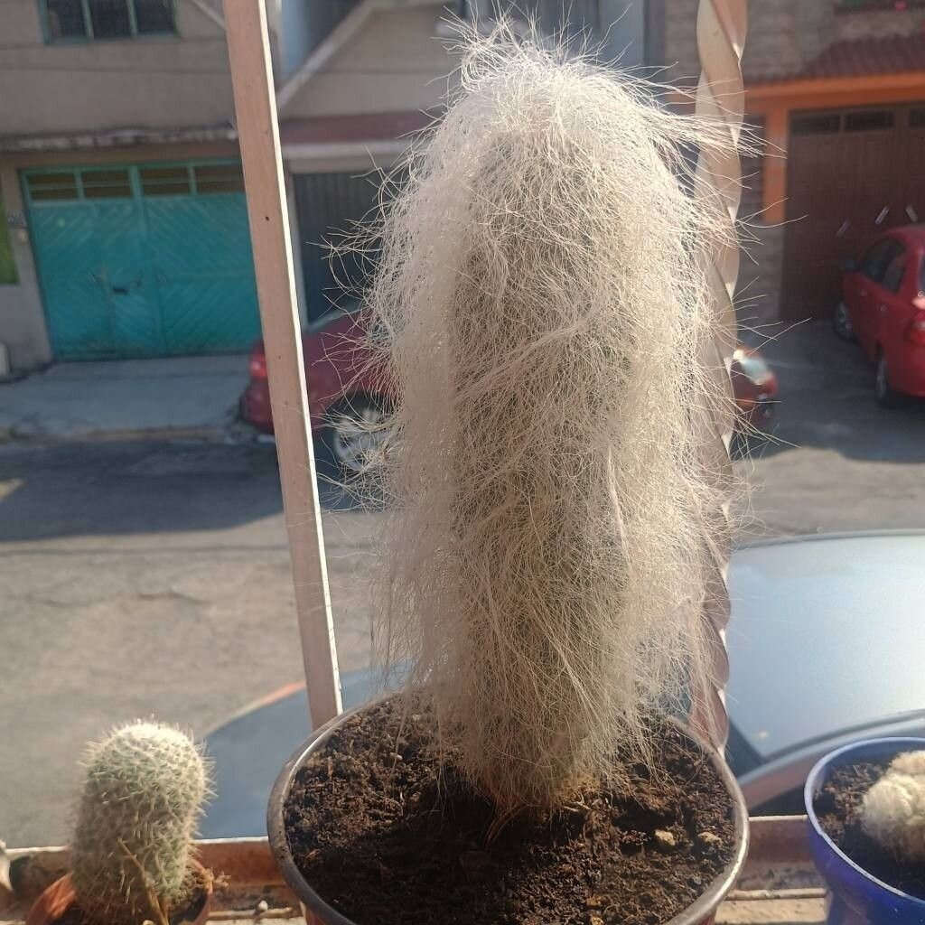 Cactus in a pot