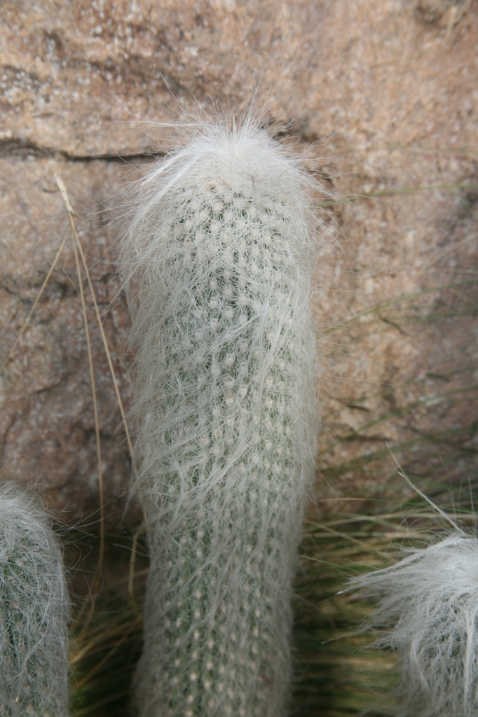 Cephalocereus Senilis