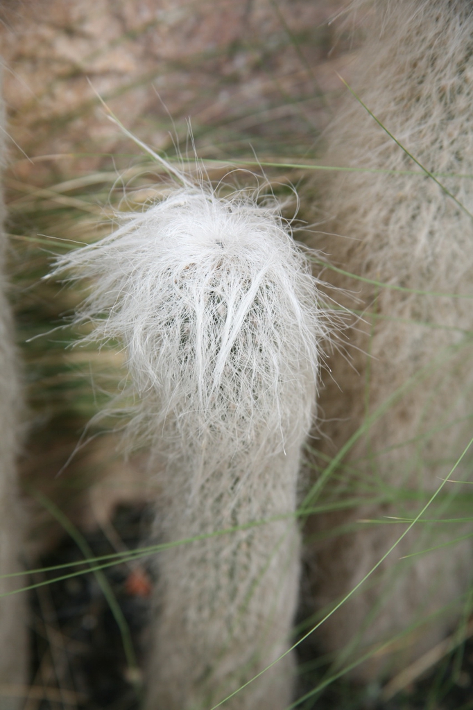 Cephalocereus Senilis