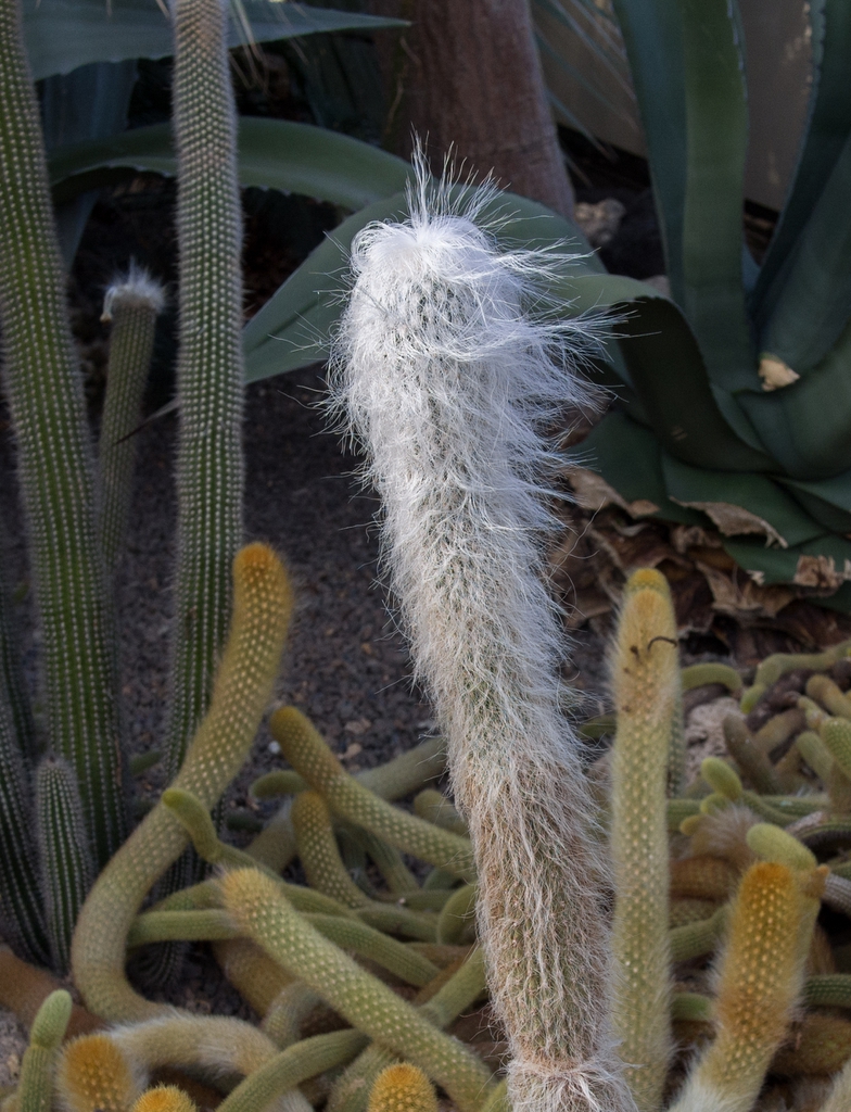 Cephalocereus Senilis