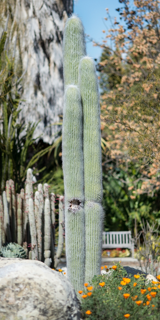 Cephalocereus Senilis