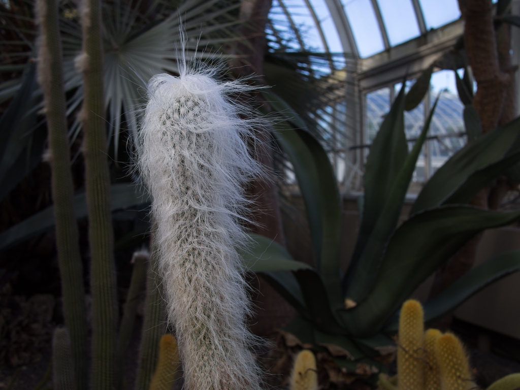 Cephalocereus Senilis