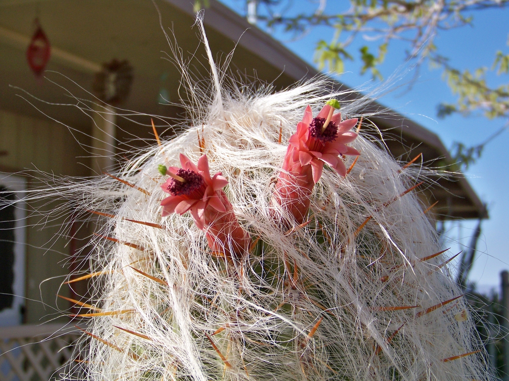 Cephalocereus Senilis