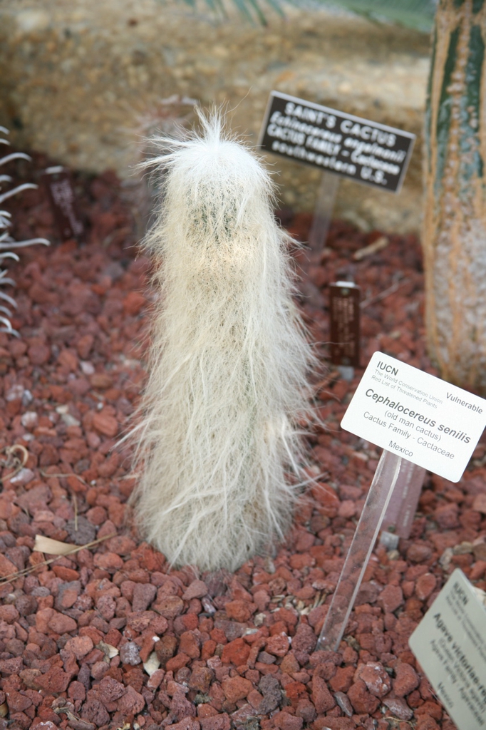 Cephalocereus Senilis