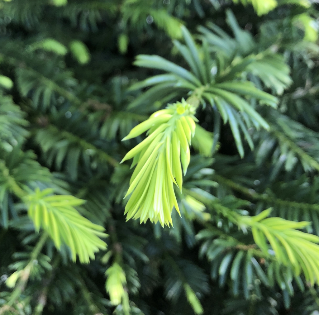 Foliage