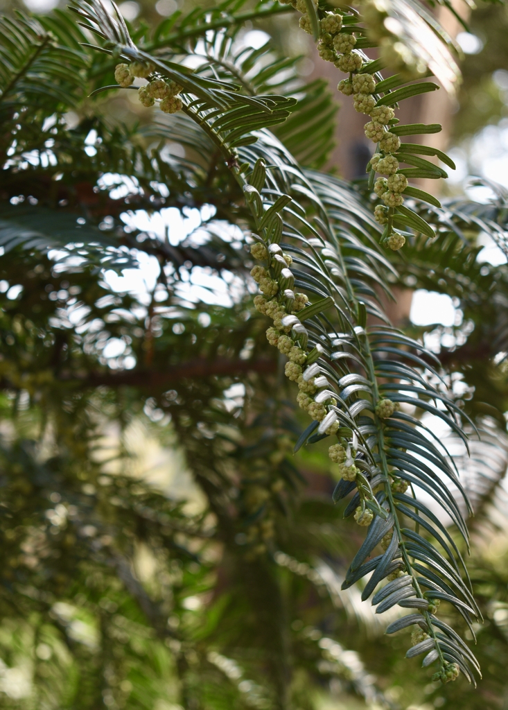 male cones