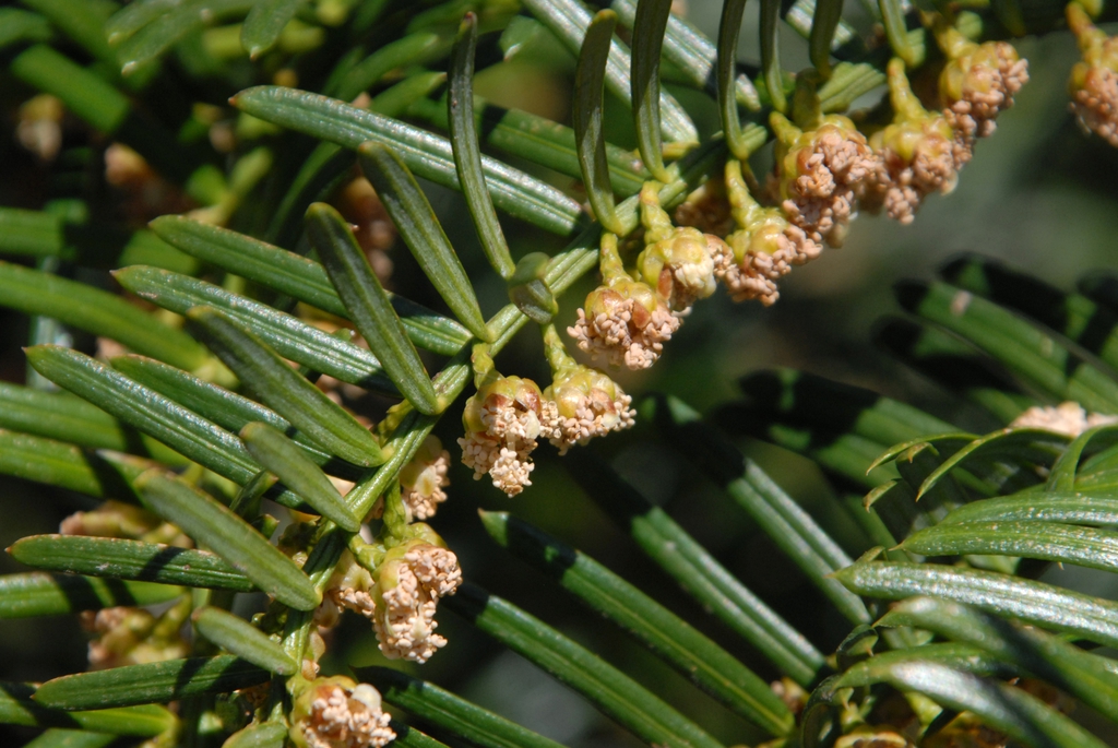 Male cones