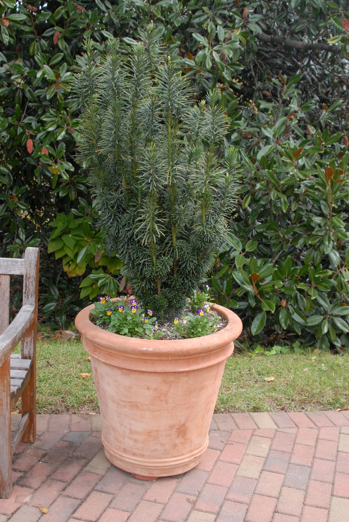 'Fastigiata' Form