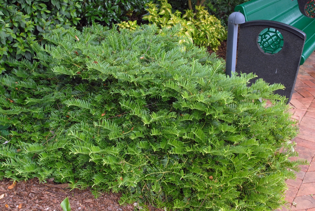 Growth habit