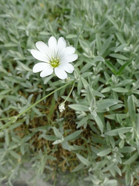Cerastium tomentosum