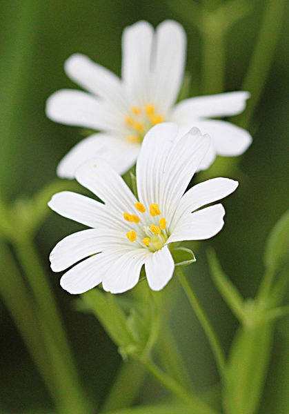 Cerastium tomentosum