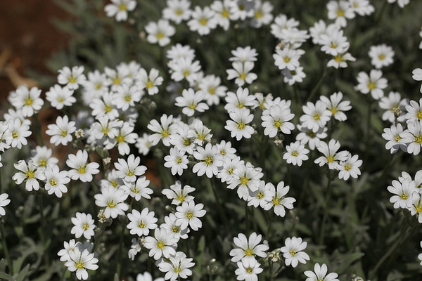 Cerastium tomentosum