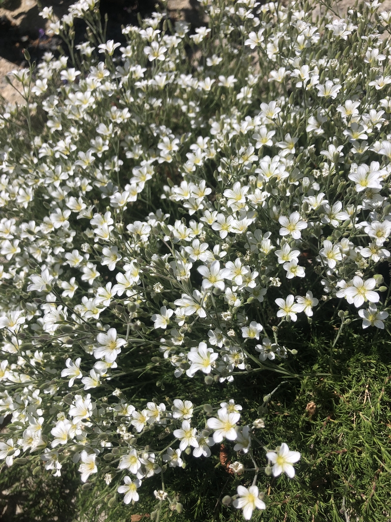 Creeping Form - Summer - Wake Co., NC