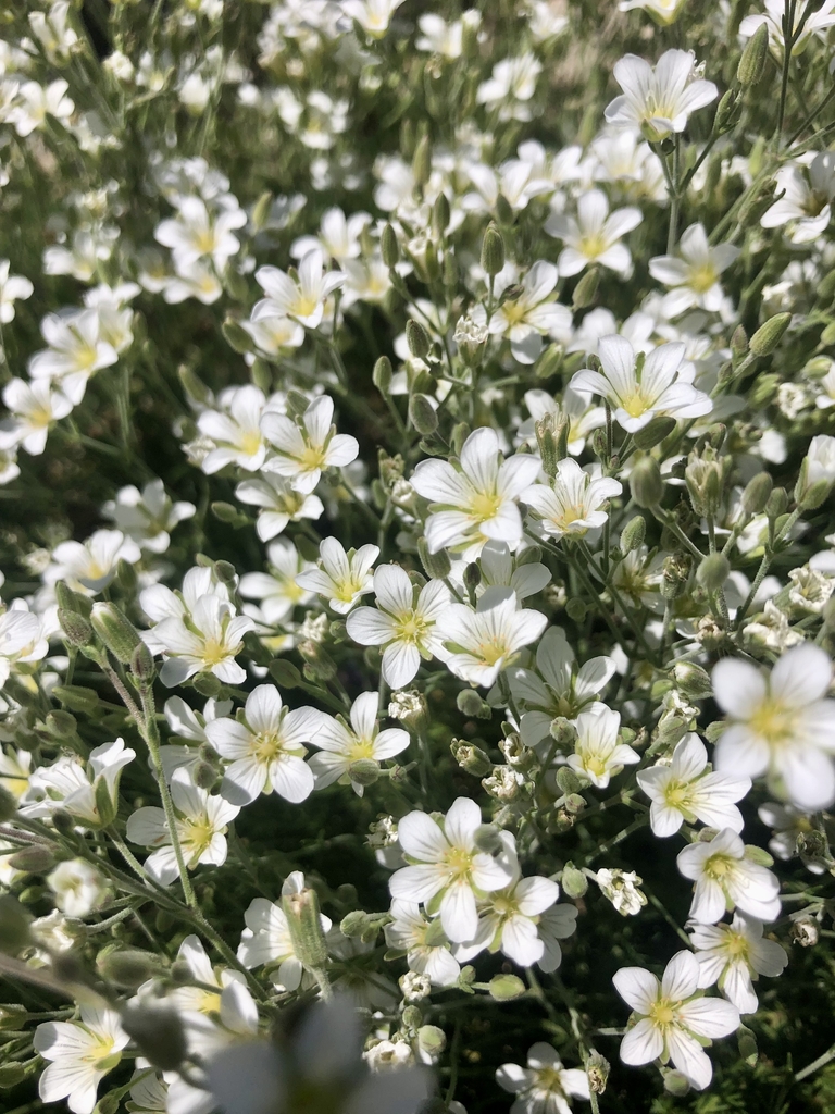 Creeping Form Close up - Summer - Wake Co., NC