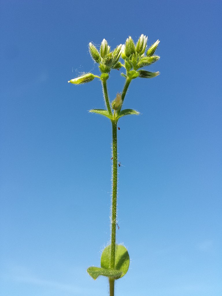 Stems and leaves