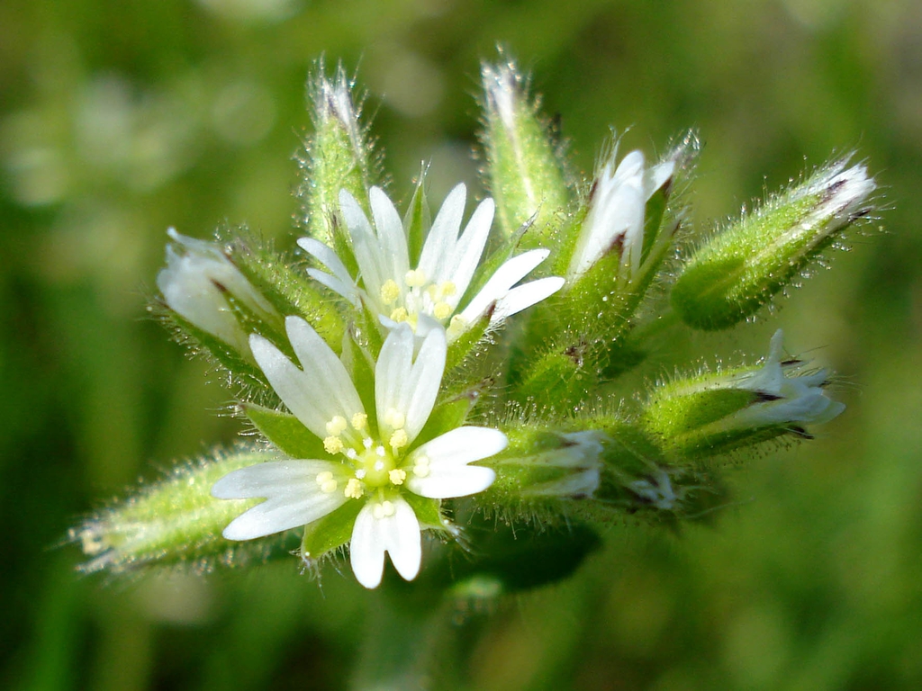 White flowers with 5 petals