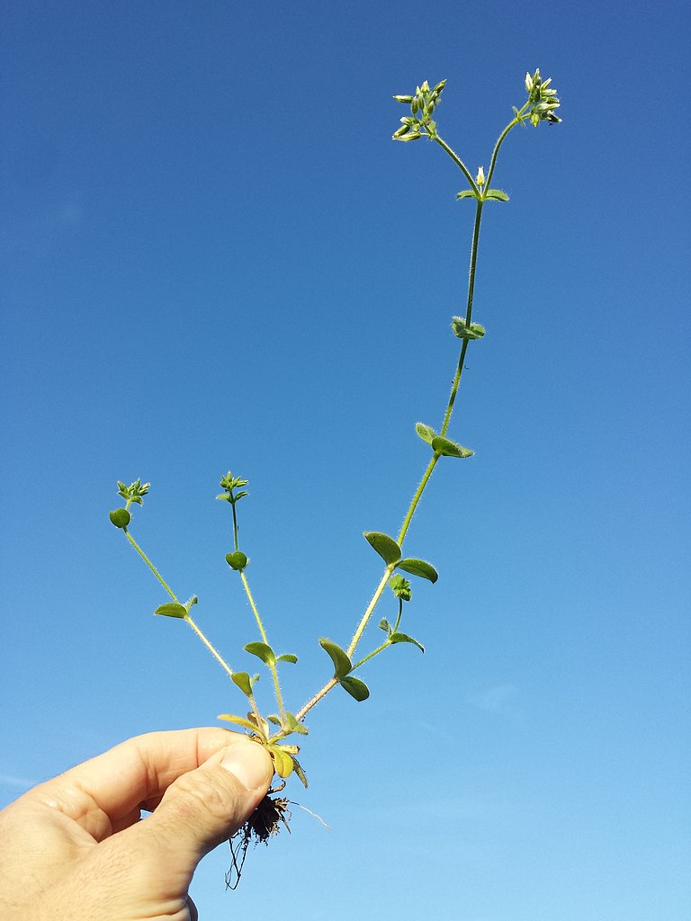 Stem with leaves and flowers