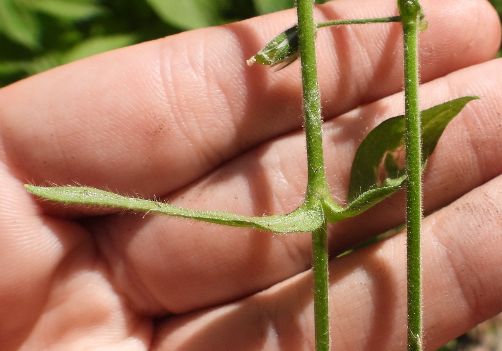 Green stem with short hairs