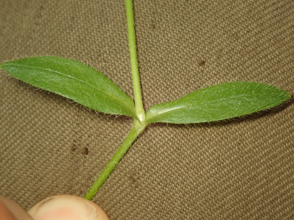 Hairy stem with two green hair opposite leaves