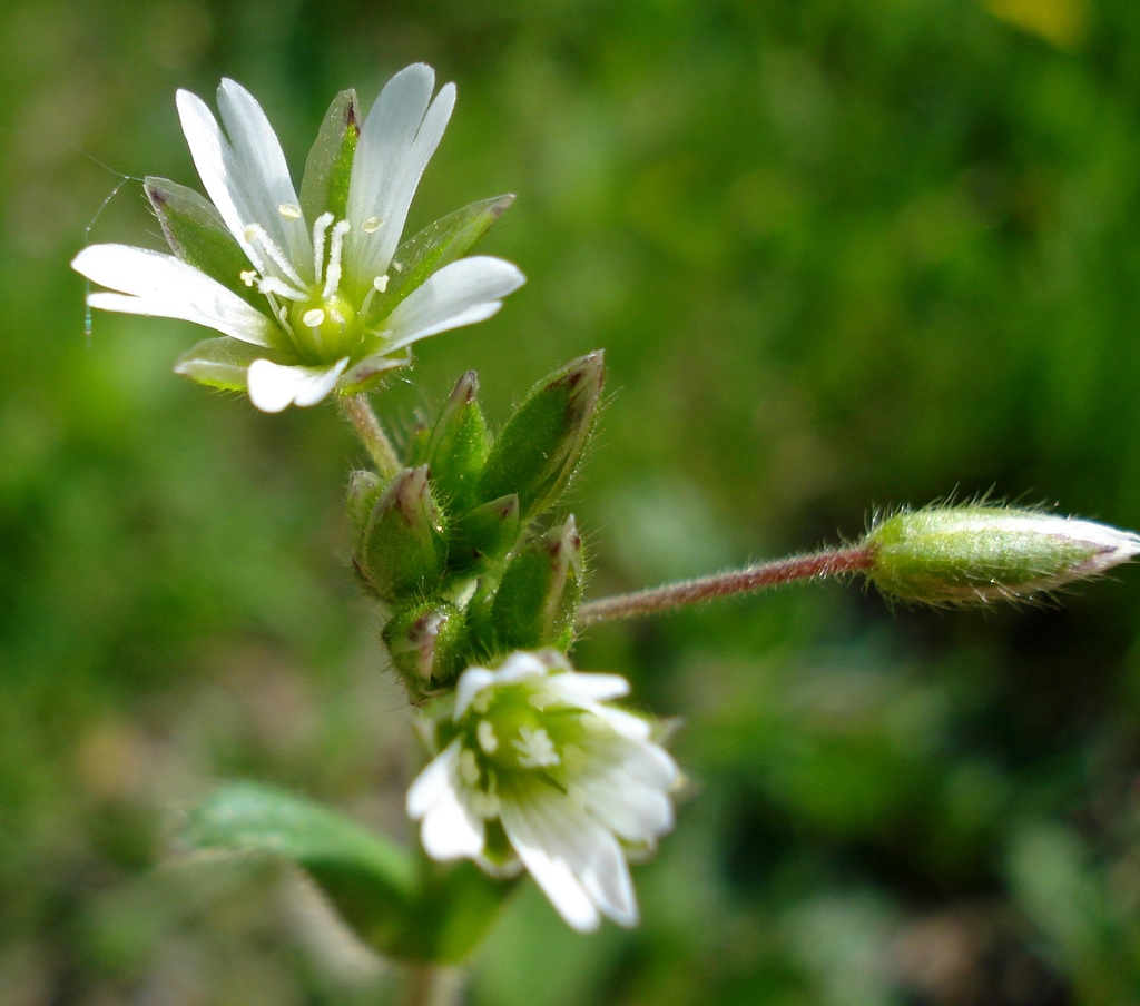 White single flowers and hairy stems
