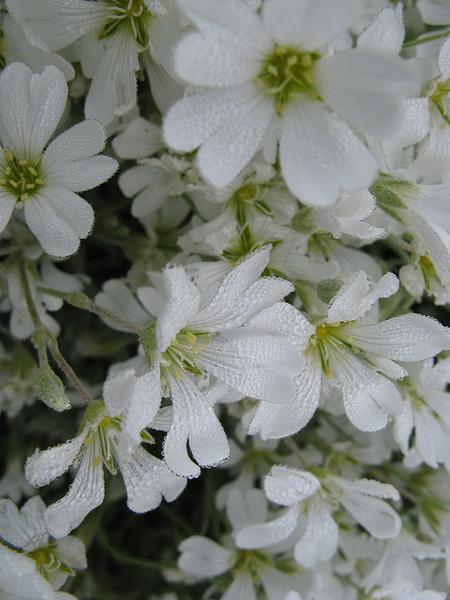 Cerastium tomentosum