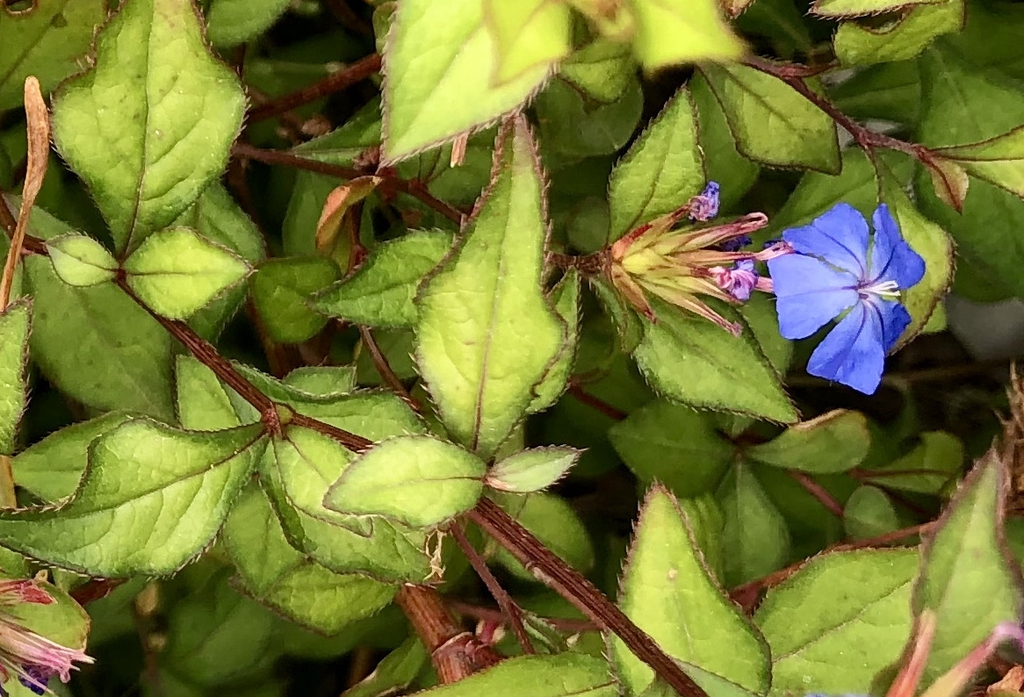 Flower and Leaves