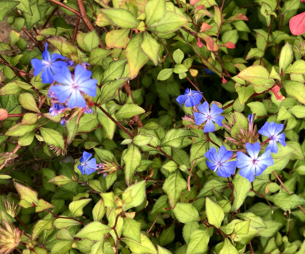 Flowers and Leaves