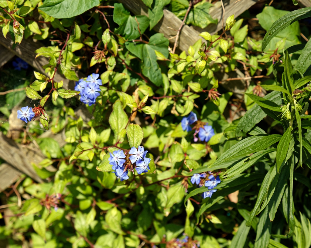 Leaves