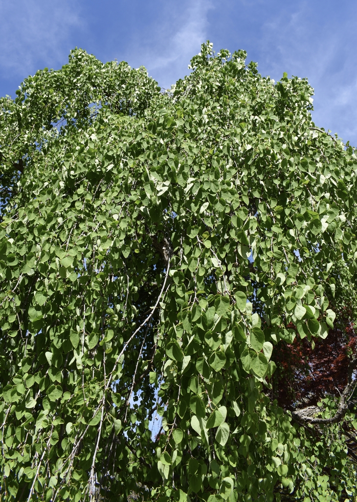Weeping form