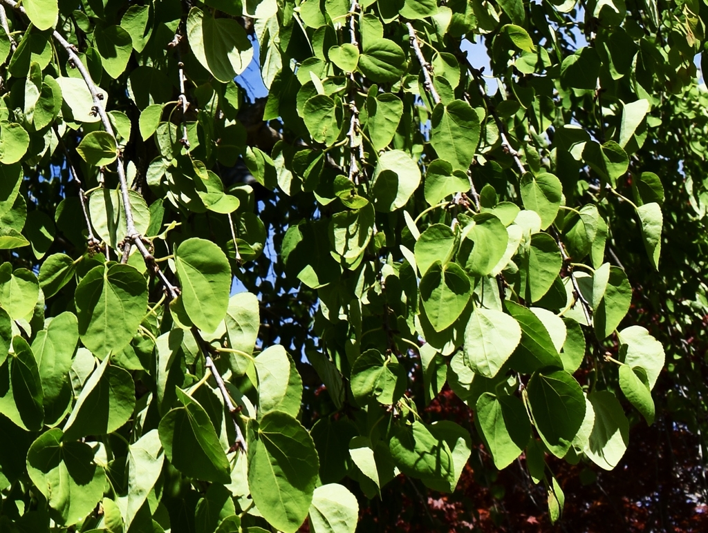Weeping branches up close