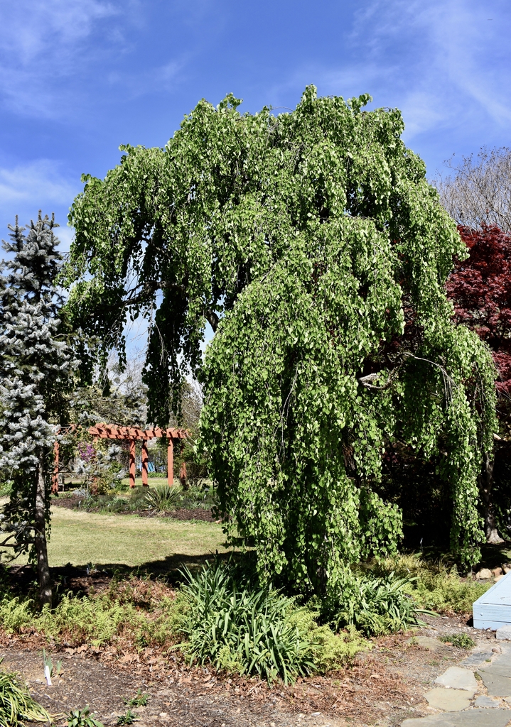 Weeping form in April