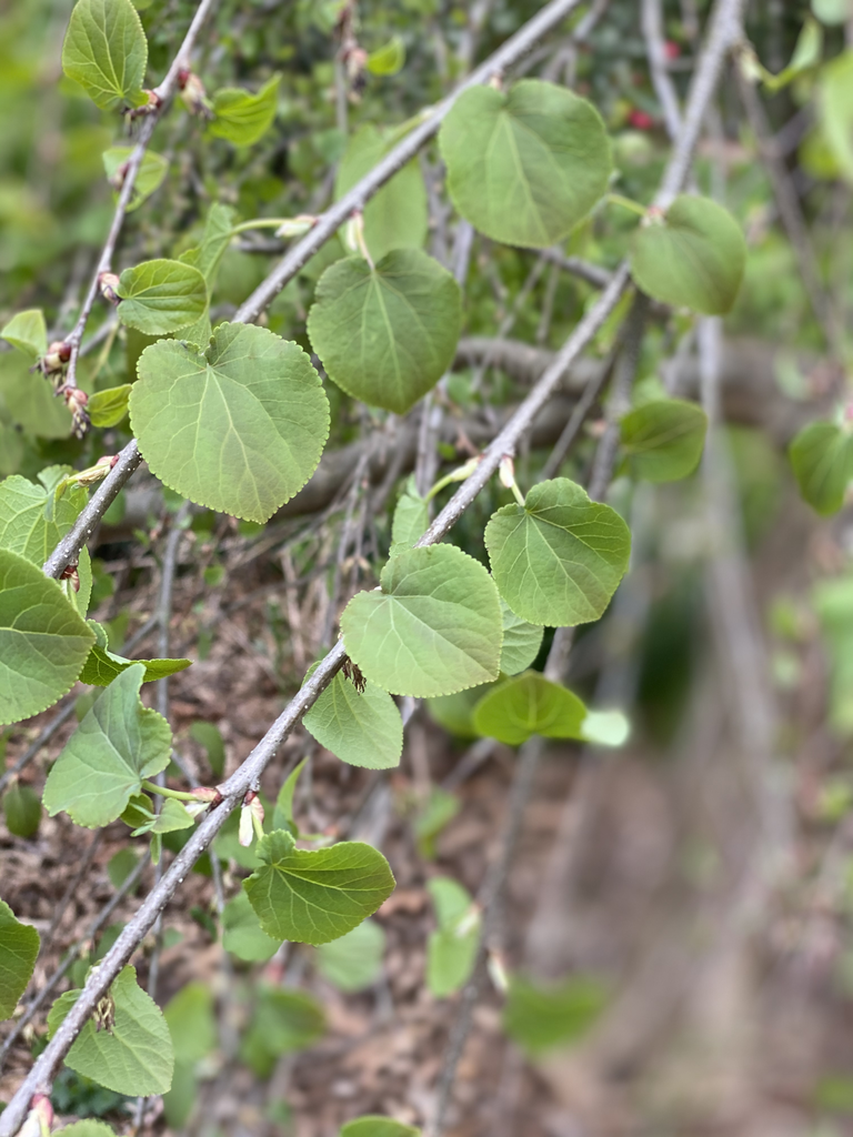 Cercidiphyllum japonicum 'Pendulum'