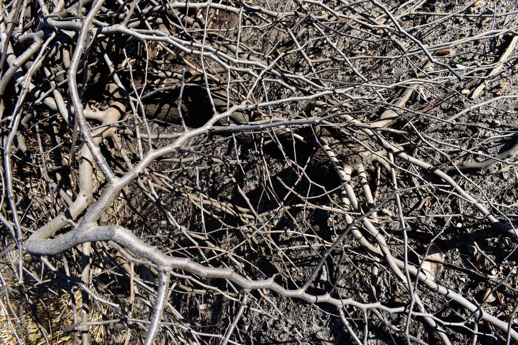 Bare, Zig-Zag Branches