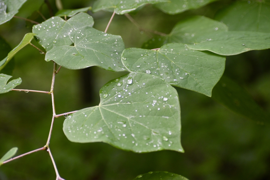 Heart shaped leaves on branch with zig zag pattern