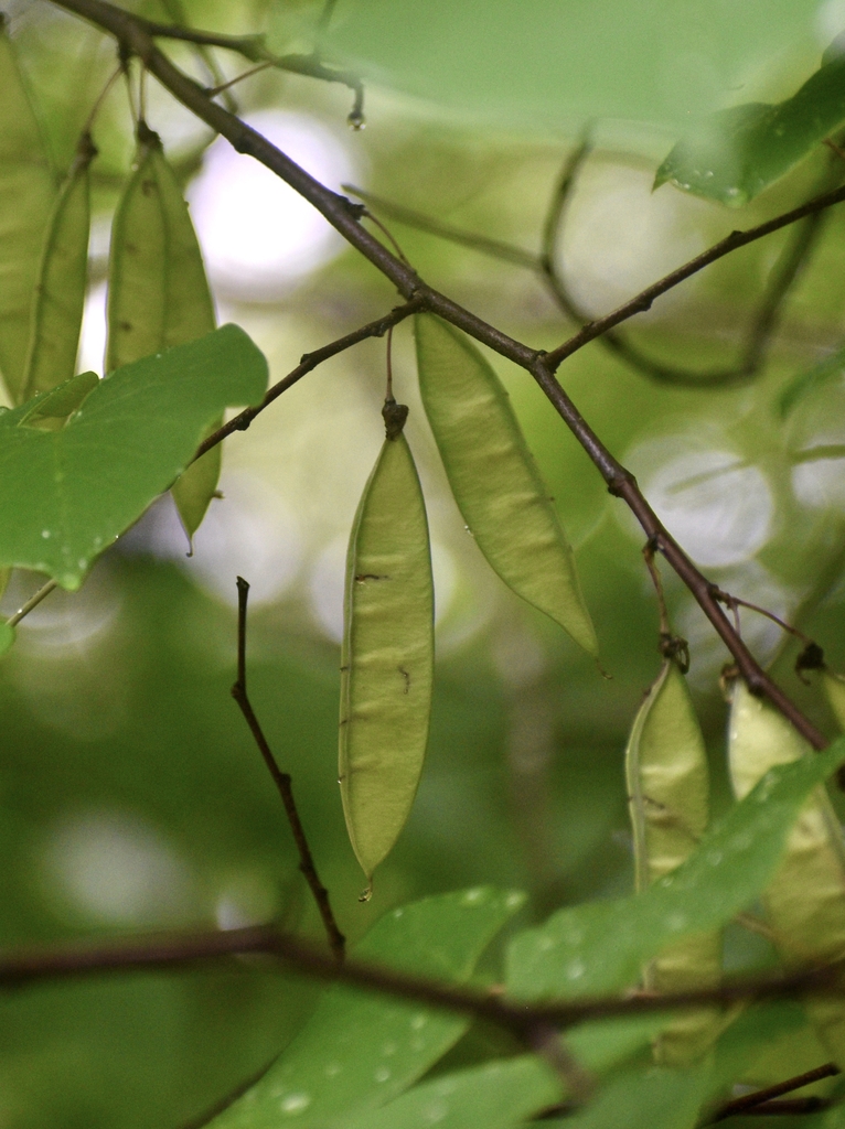 flat legume like structures with minature peas