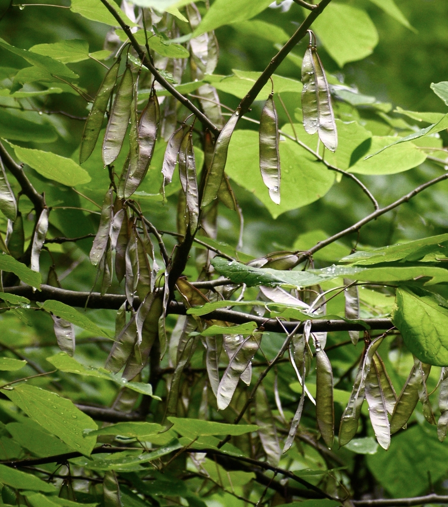 flat, papery, legume-like structures