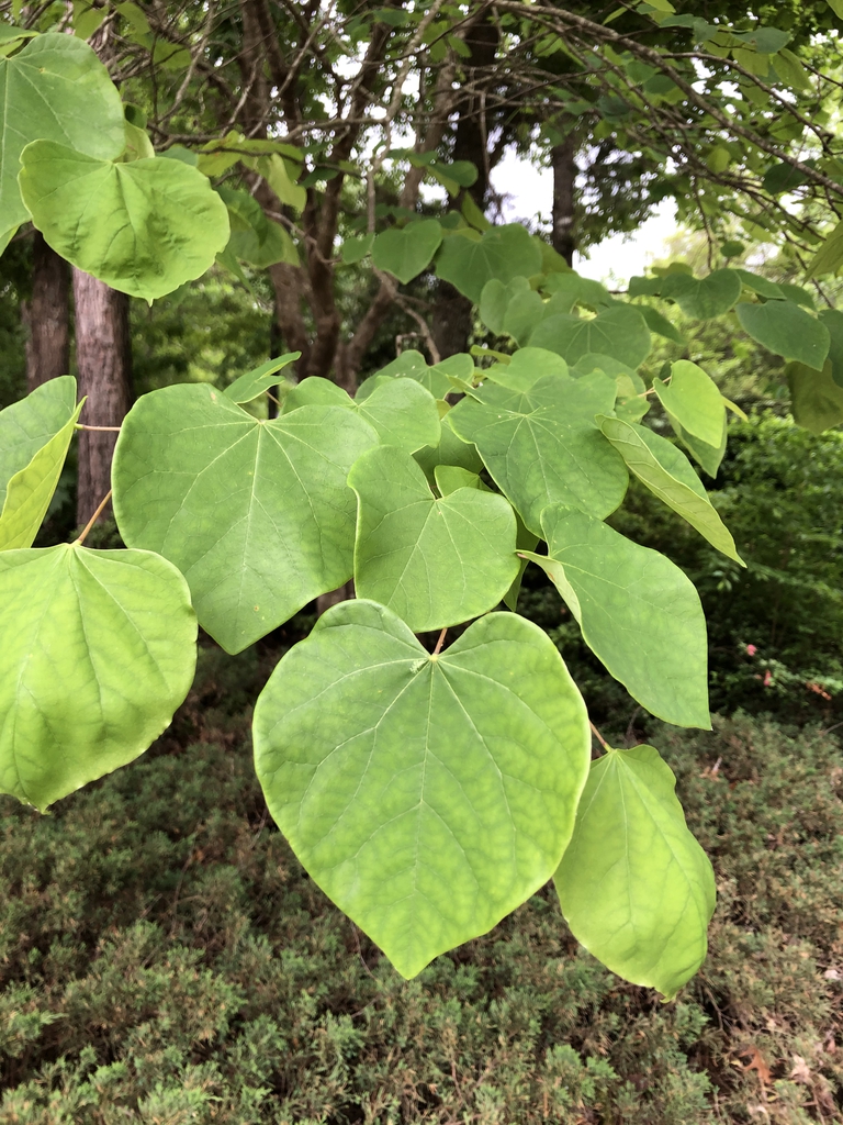green heart-shaped leaves.