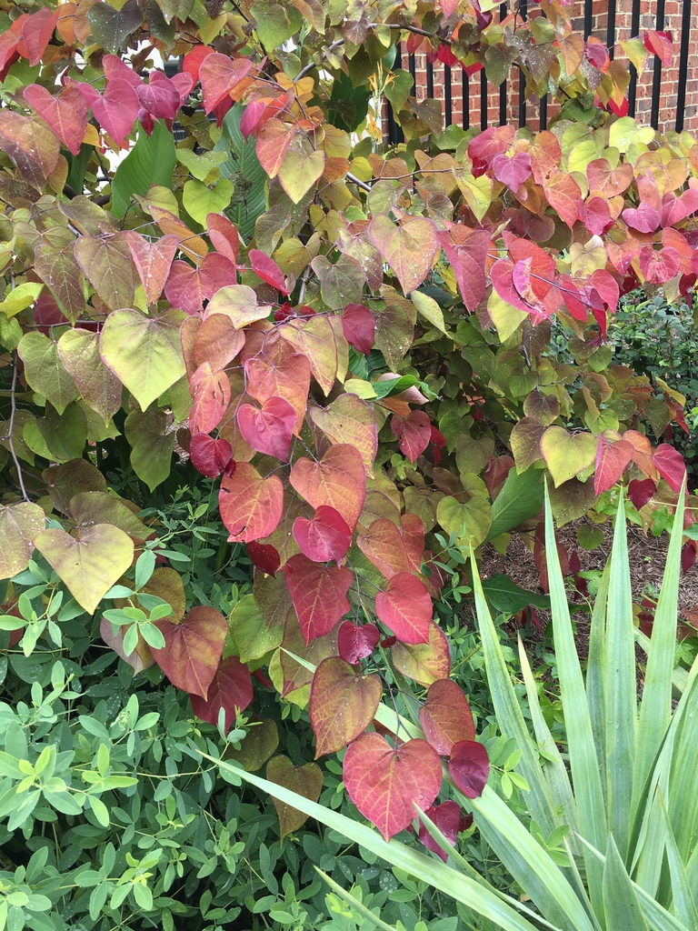 Colorful young foliage