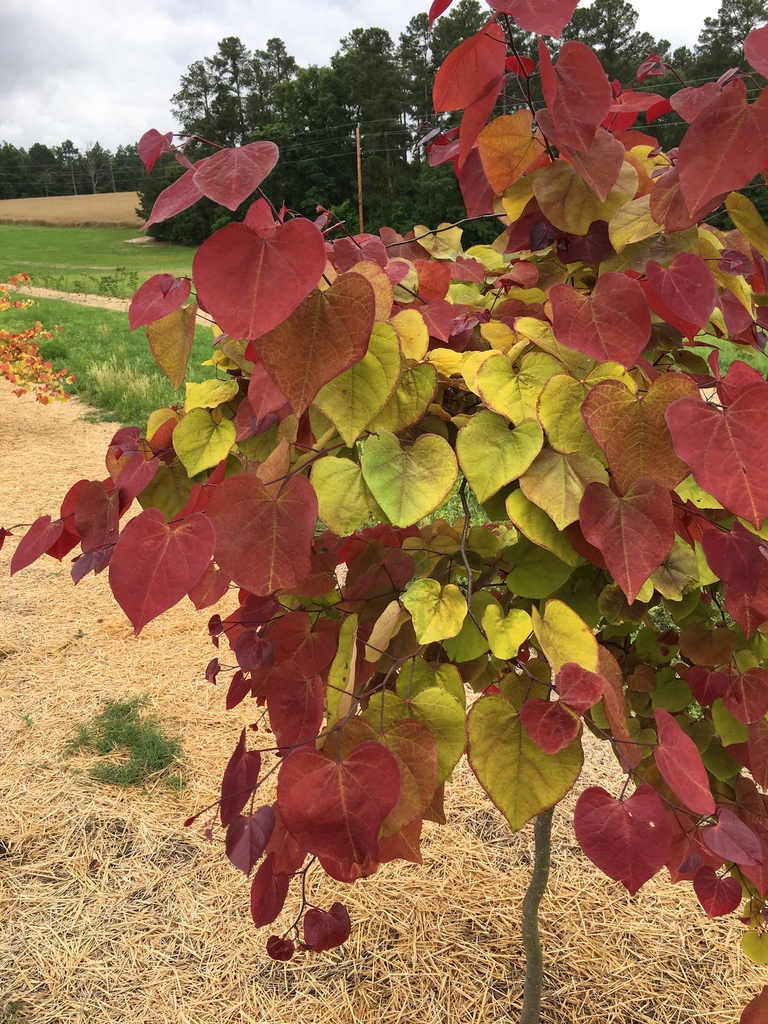 Colorful young foliage