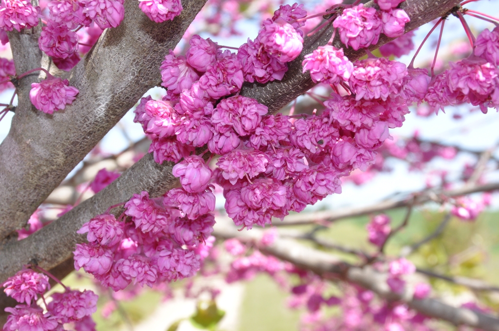Double pink flowers in close-up.