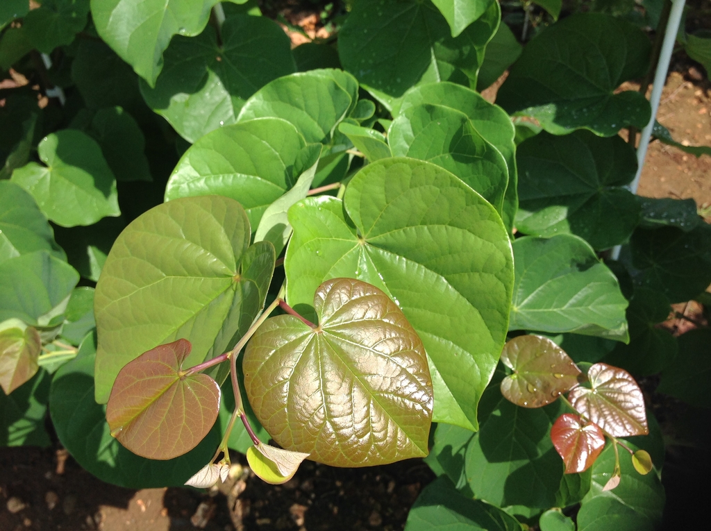 Foliage, showing reddish new leaves.