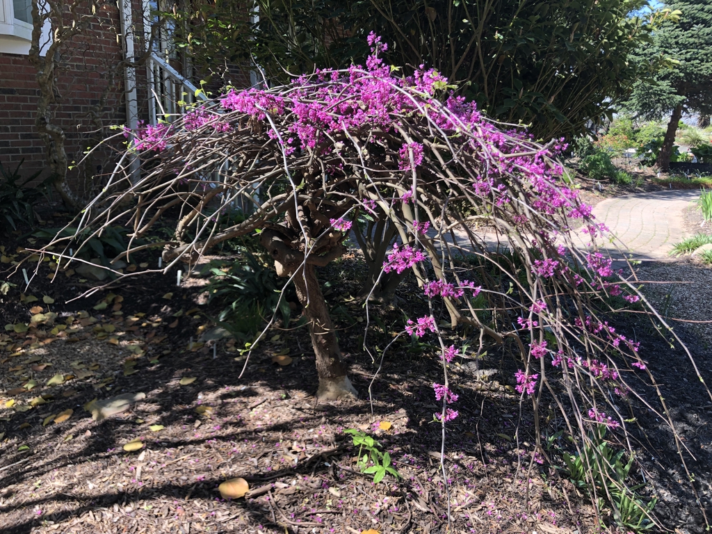 Small, weeping tree with pink flowers.