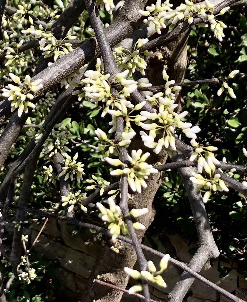 White, pea-shaped flowers.