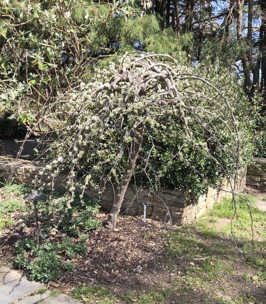Weeping small tree with white flowers.