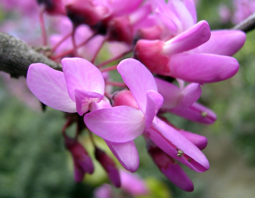 Pea-shaped flowers