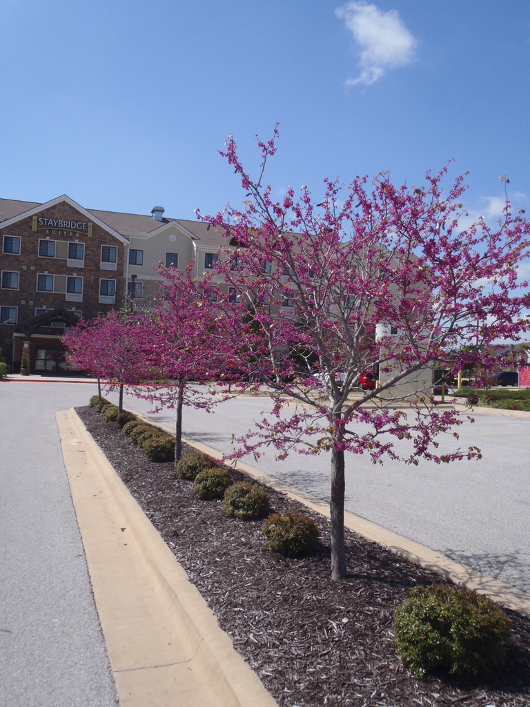 Cercis canadenis var. texensis Oklahoma