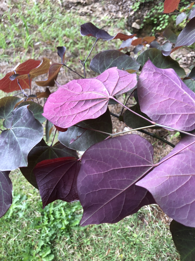 purple heart-shaped leaves.