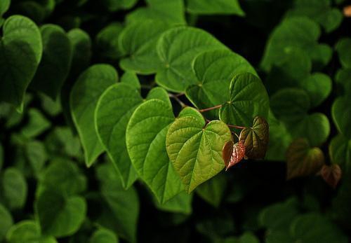 Heart-shaped leaves.