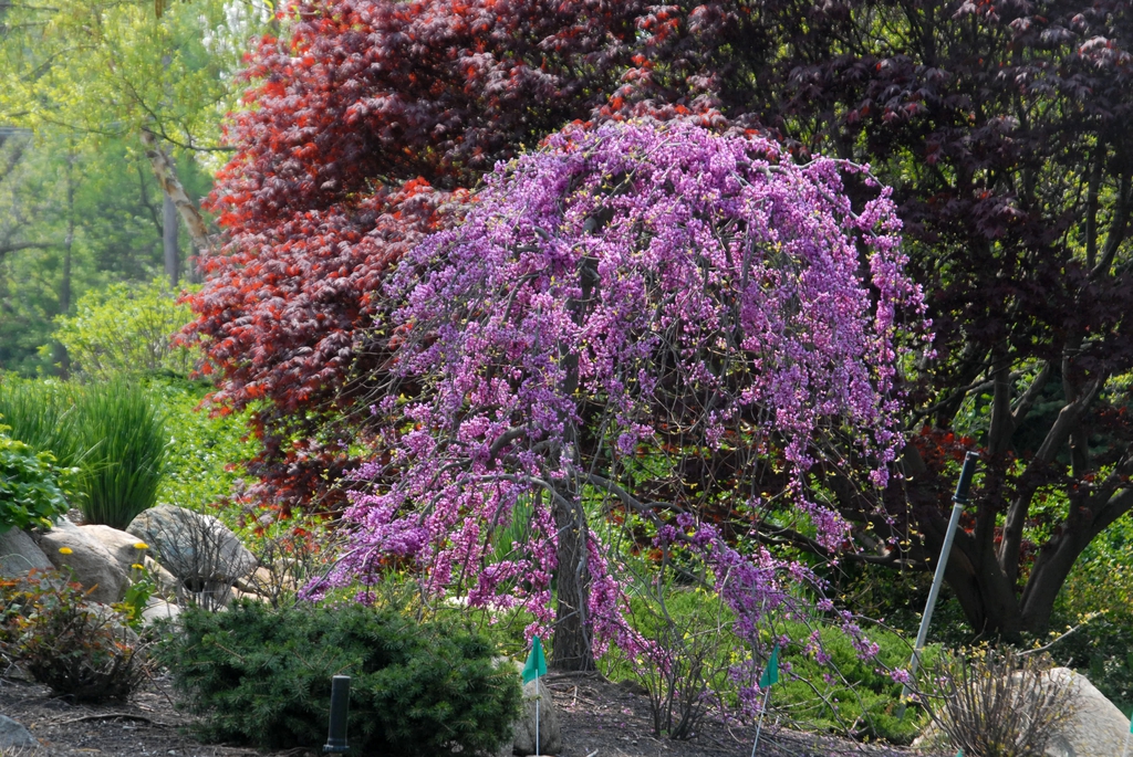 tree with pink flowers.