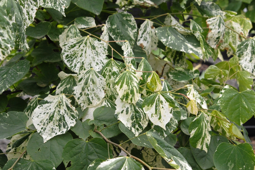 Heart-shaped leaves variegated white.